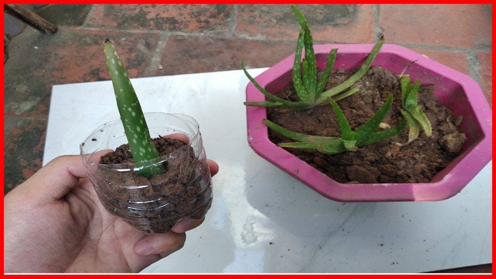 Comment entretenir un aloe vera 