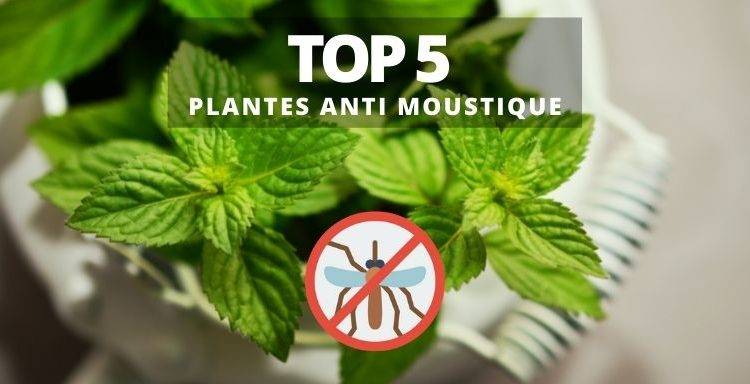 Plante repulsif moustique