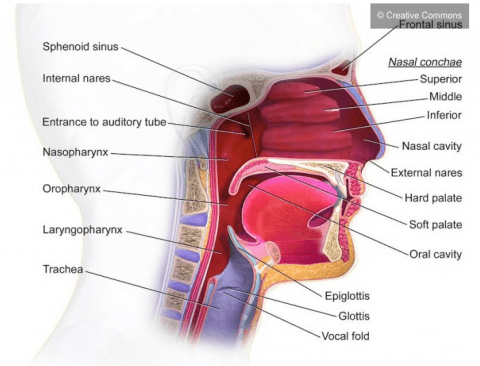 Combien de temps dure une rhinopharyngite