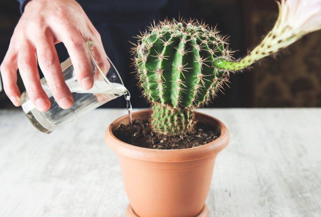 Comment entretenir un cactus