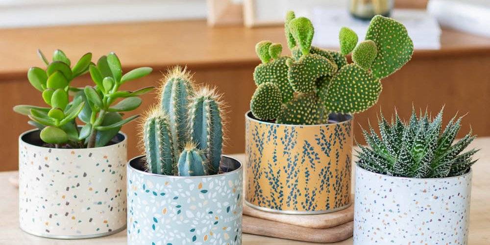 Comment entretenir un cactus