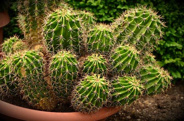 Comment entretenir un cactus