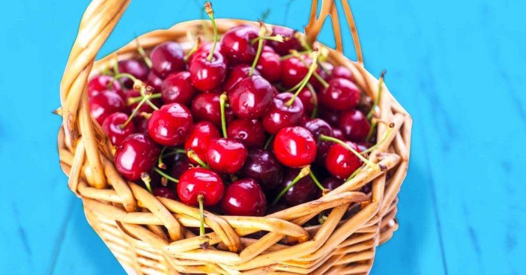 Comment faire germer des noyaux de cerises