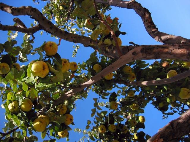 Quel arbre produit des coings