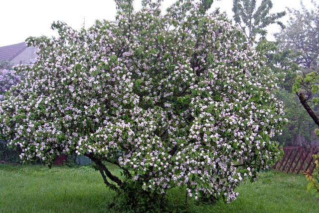 Quel arbre produit des coings