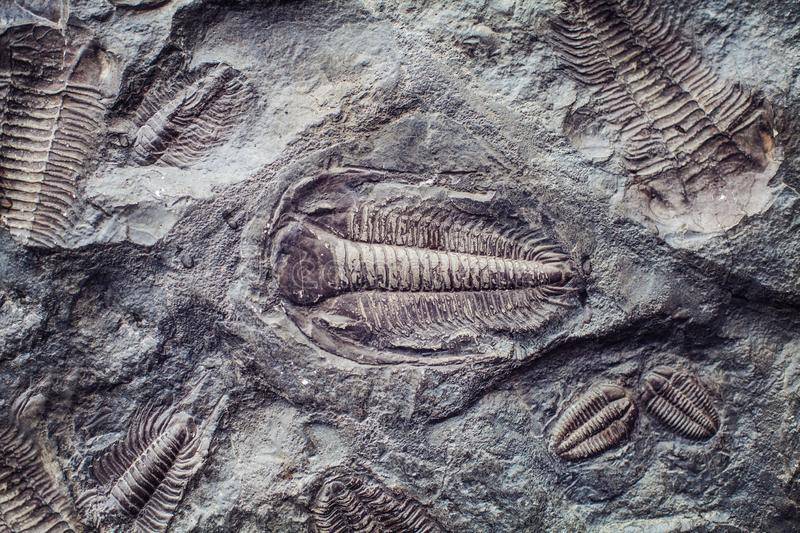 Arthropod marine fossil