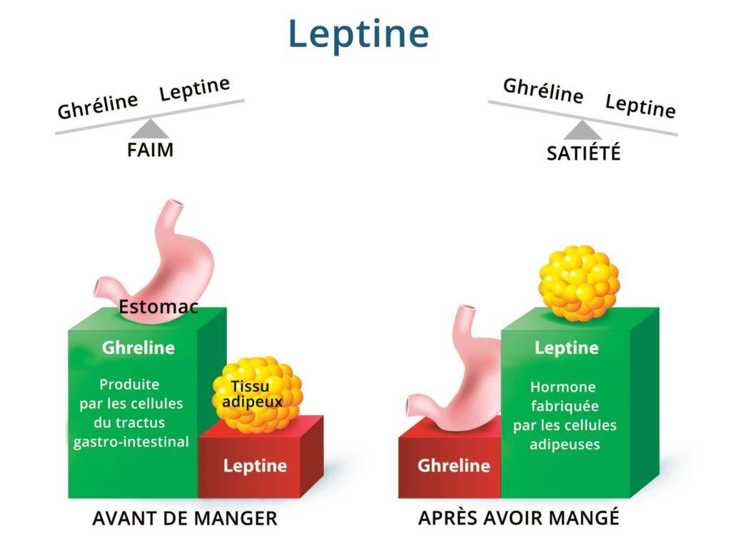 Leptine et perte de poids 