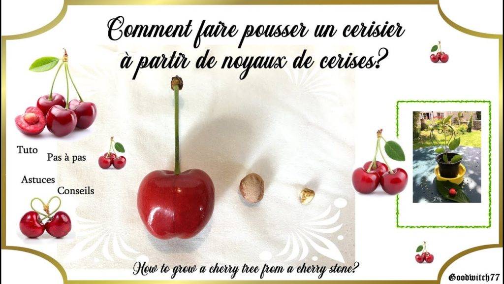 Comment faire germer des noyaux de cerises