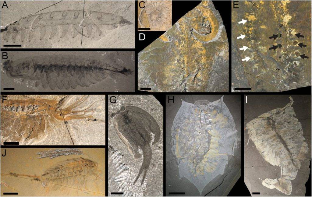 Arthropod marine fossil