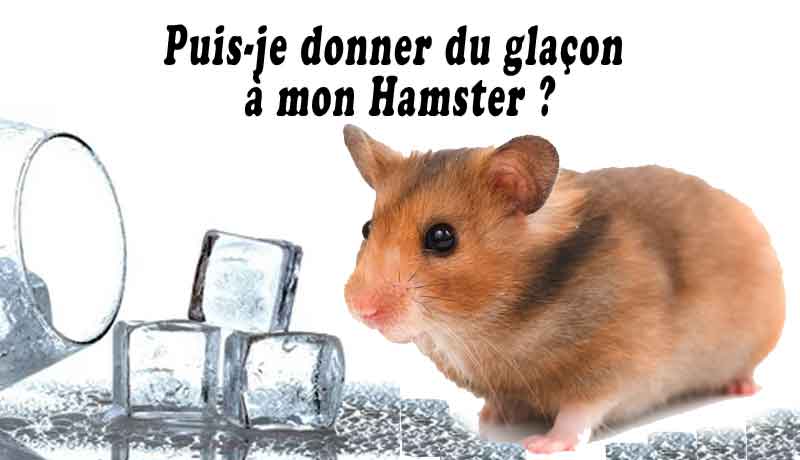 Comment rafraichir son hamster