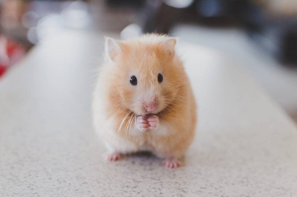 Comment rafraichir son hamster