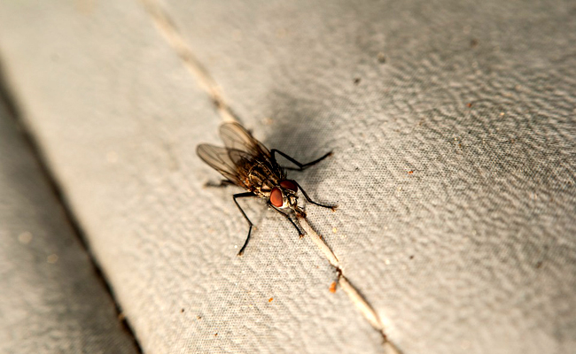 Comment tuer des mouches dans une maison