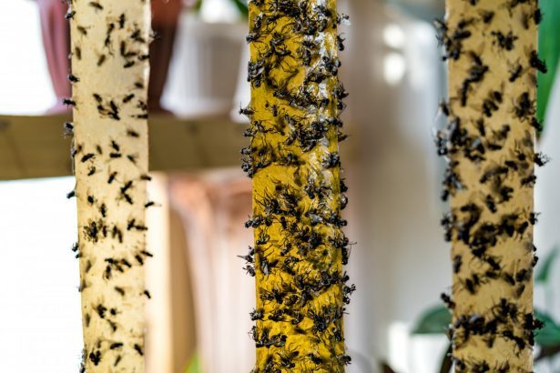 Comment tuer des mouches dans une maison