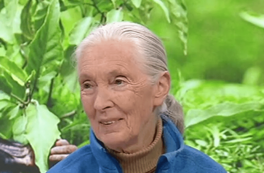 Jane Goodall Mort