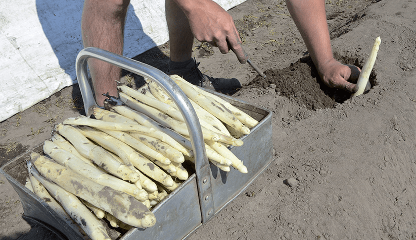 Ferme maurer prix des asperges