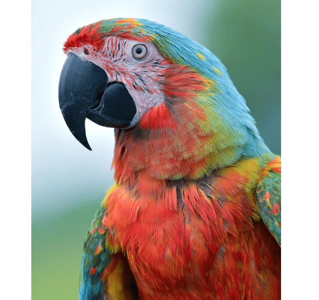 Perroquet gris du gabon prix