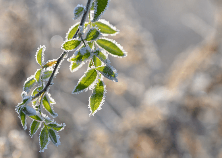 Taille glycine hiver