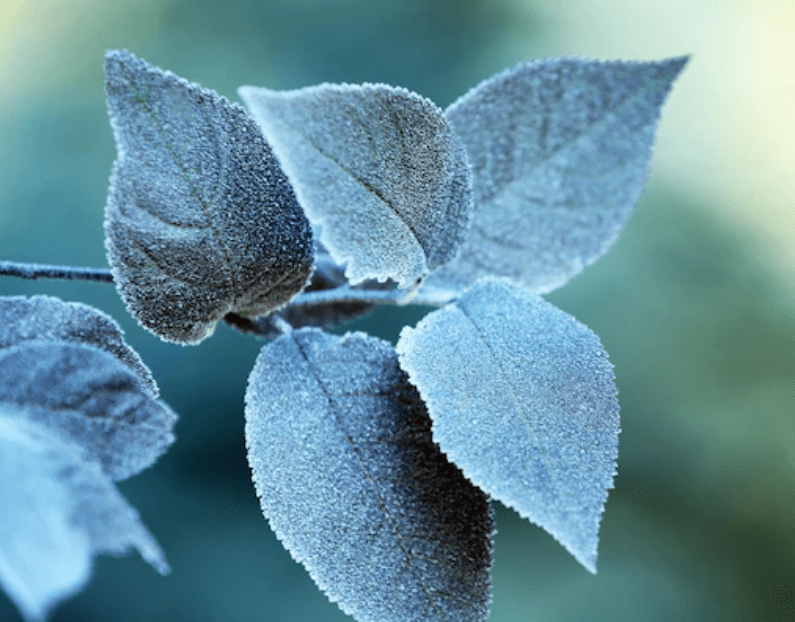 Taille glycine hiver