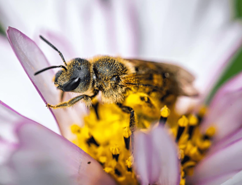 Comment les Abeilles Communiquent Entre Elles