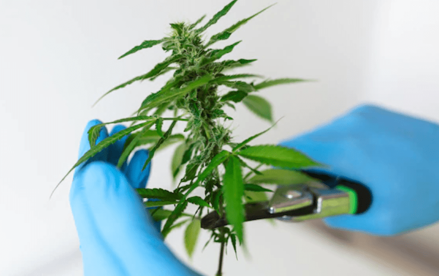 Plante fourragere utilisee en medecine populaire