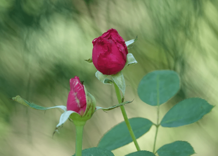 Comment Garder Des Roses Plus Longtemps