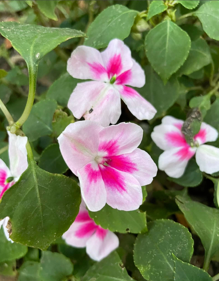 Impatiente — Impatiens walleriana