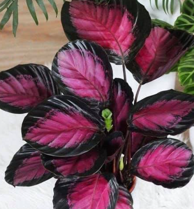 Calathea Rosée — Calathea roseopicta 