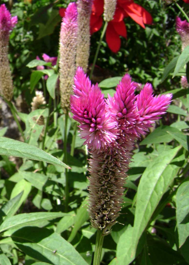 Célosie — Celosia argentea
