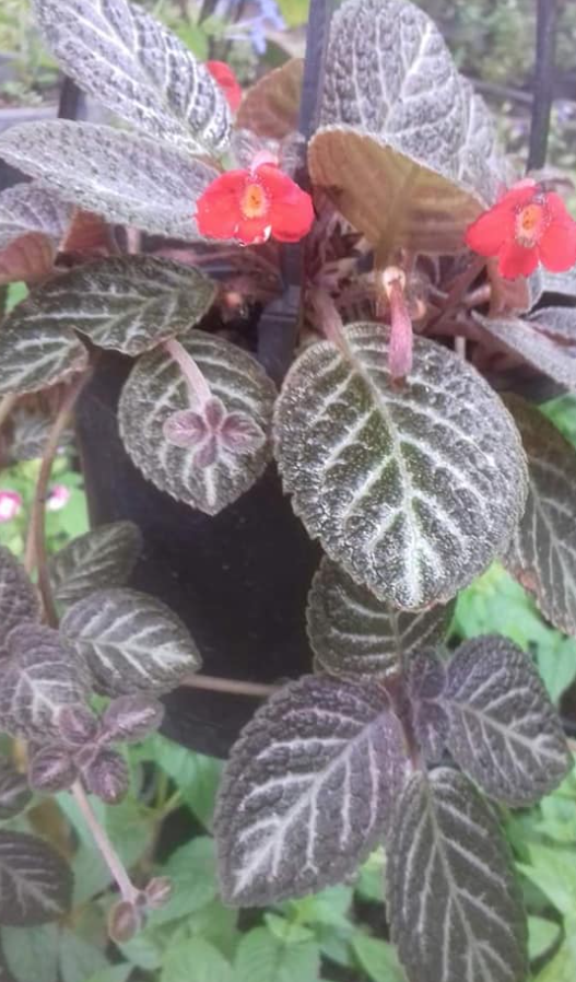 Lace Flower Vine — Episcia cupreata