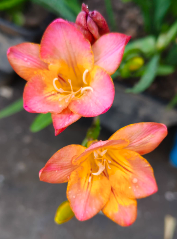 Freesia — Freesia spp.