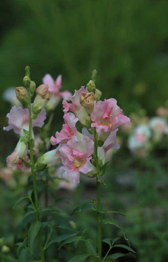 Muflier — Antirrhinum majus 