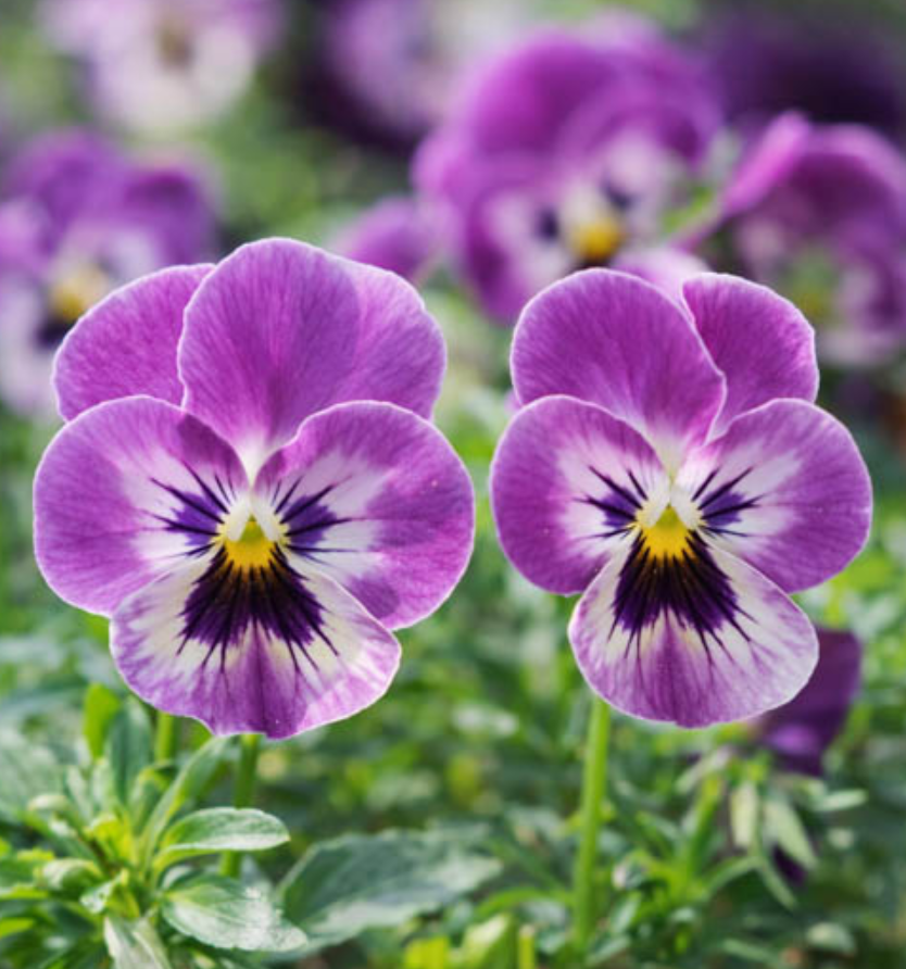 Pensée — Viola × wittrockiana 