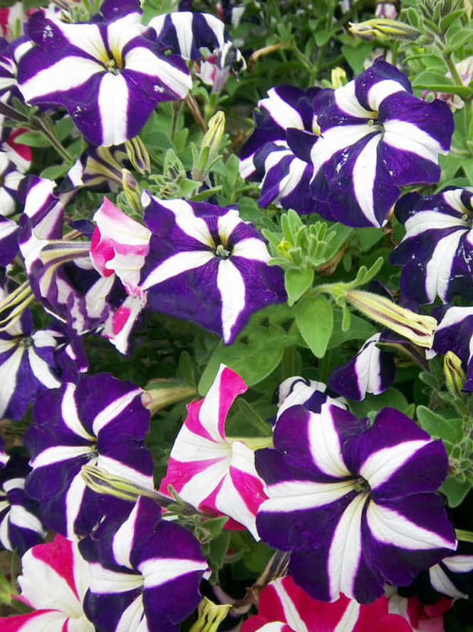 Pétunia — Petunia hybrida 