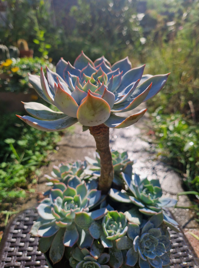 Plante Blush — Echeveria subsessilis