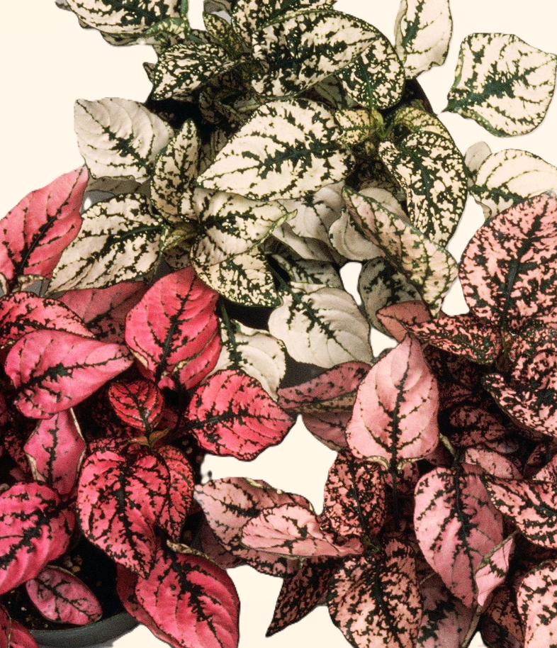 Plante à Pois — Hypoestes phyllostachya