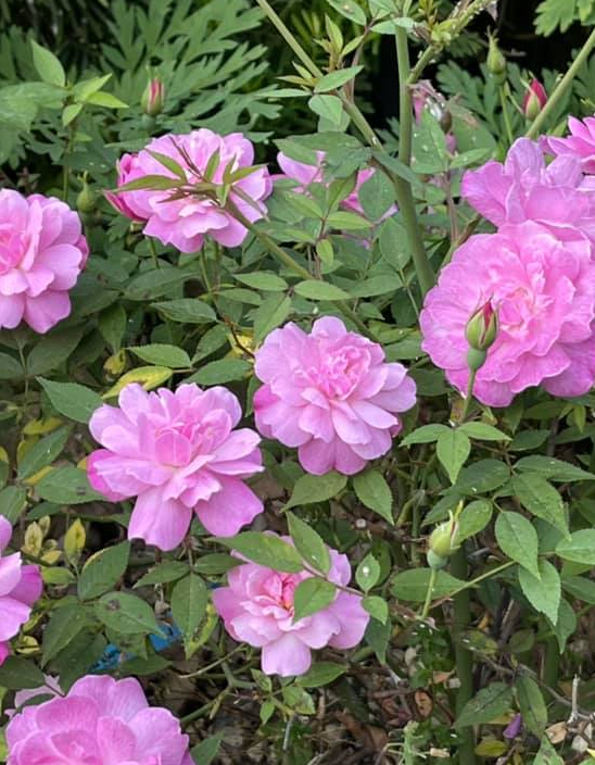 Rose Miniature — Rosa chinensis minima