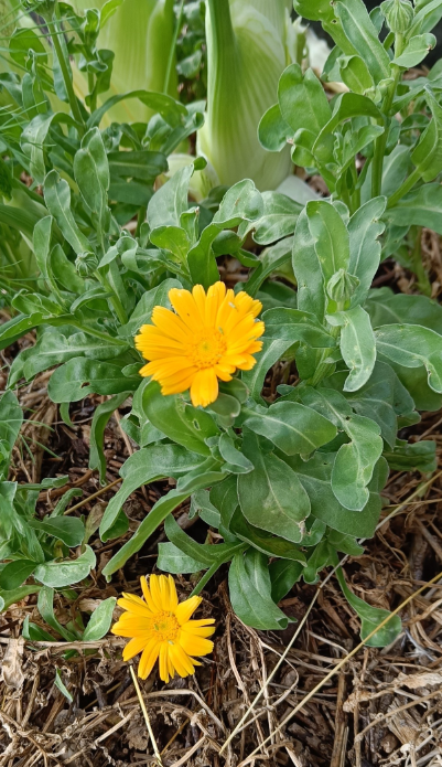 Souci / Calendula — Calendula officinalis 