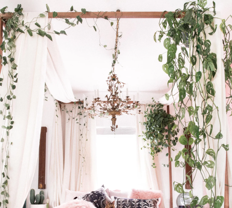 Laissez Tomber de Belles Cascades Végétales