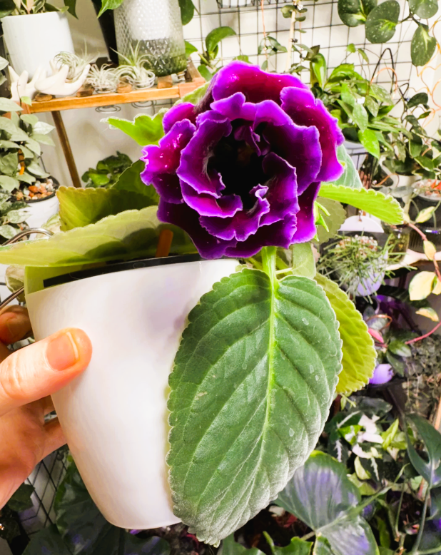 Gloxinia — Sinningia speciosa 