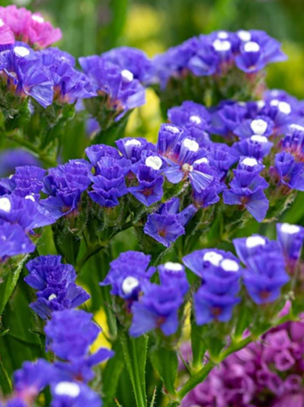 Statice — Limonium sinuatum 