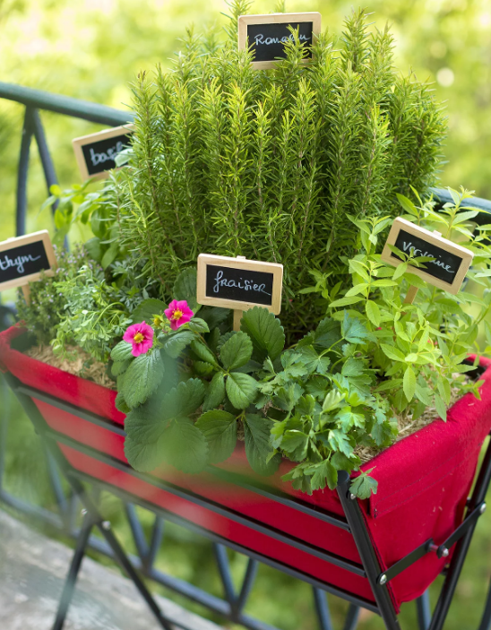 Bac potager sur pieds avec tomates cerises et salades sur un balcon de locataire