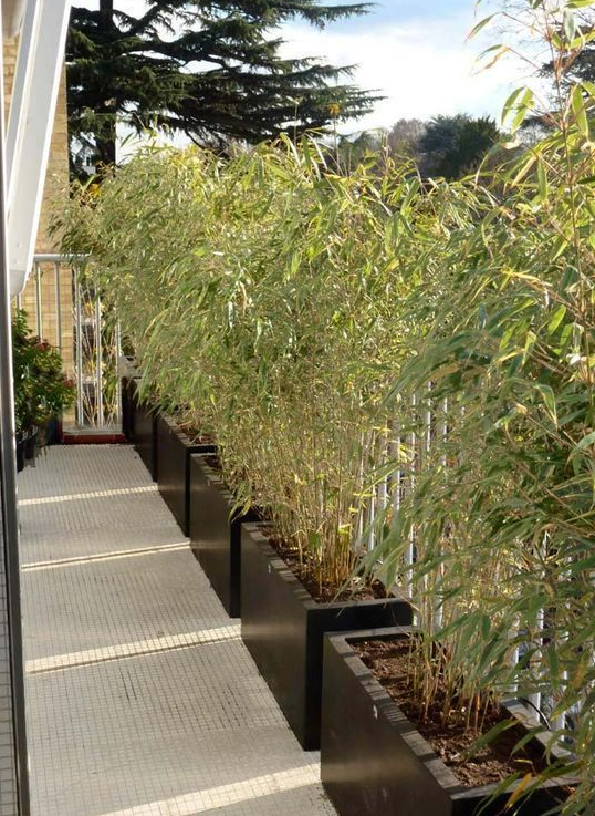 Graminées ornementales et sedums en pots lourds sur un balcon venteux