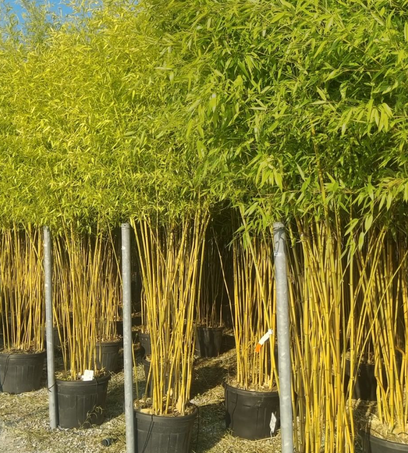 Graminées et bambou en jardinières longues pour protéger un balcon du vis-à-vis